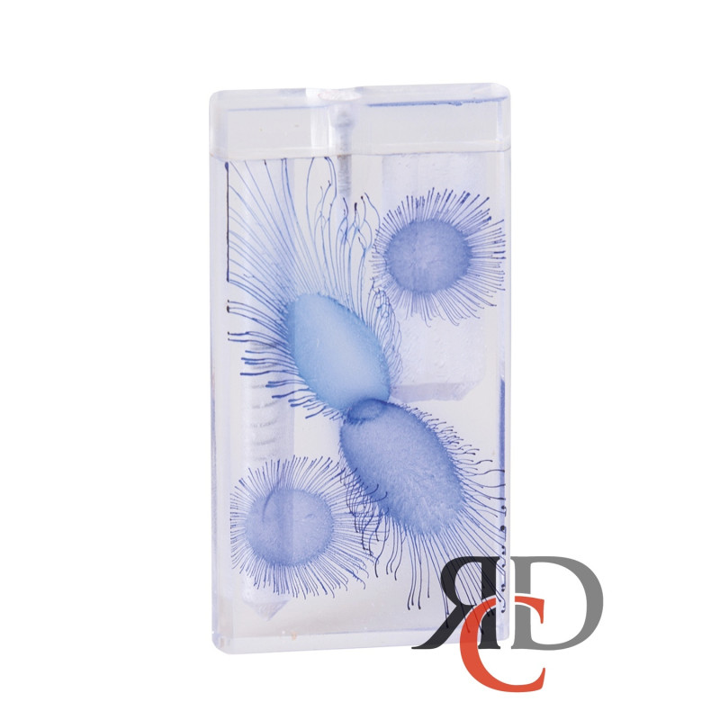 ACRYLIC DUGOUT WITH BAT 4" BIG - DOA20 1CT